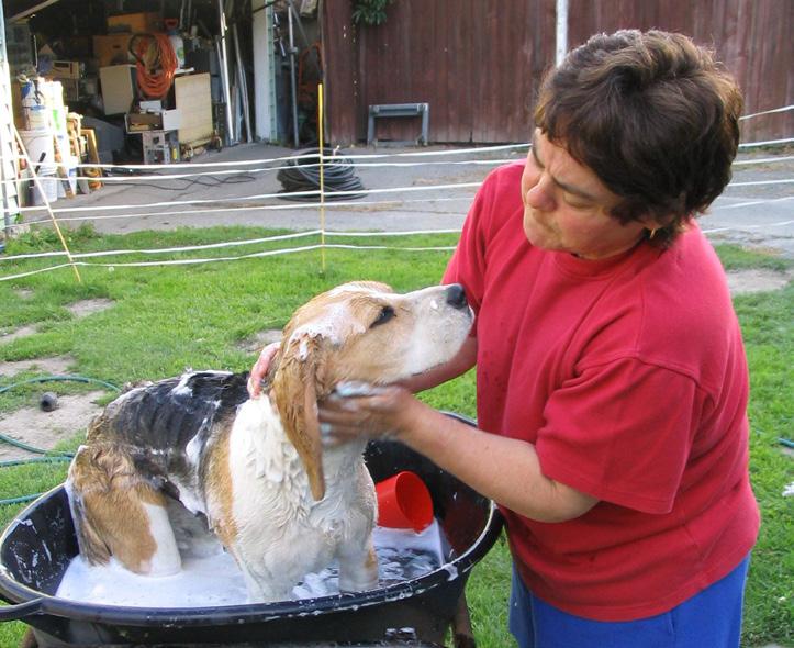 Fill the tub with warm water or, if your dog does not like the sensation of being put in water, have a bucket filled with warm water handy. A non-slip mat. A plastic jug.