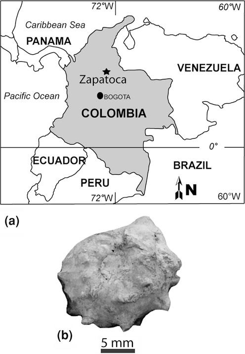 106 E. A. Cadena et al. and the specimens allow a revised phylogenetic analysis of pleurodires and the most basal testudines.
