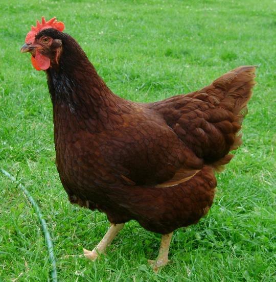 Rhode Island Red Rhode Island Reds are considered part of an old time American breed that are dual purpose birds (for egg and meat), with a deep broad and long body.