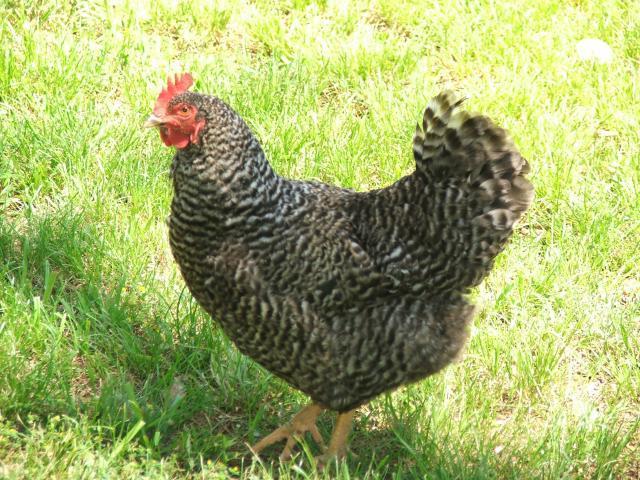 Dominique Dominique are considered a Heritage Breed. They are a dual purpose chicken (egg and meat) that lay brown eggs. They are a heavy, good natured, quiet, docile breed. Good Egg layers.