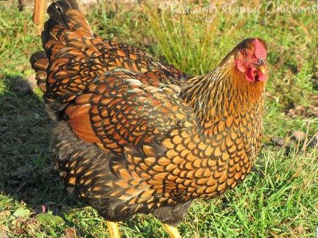 Wyandotte (Golden Laced) Golden Laced Wyandotte are dual purpose chickens with relatively short, deep and wide bodies. They are graceful and mostly calm birds. Class: American Size: Heavy 7-8 lbs.