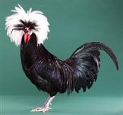Polish (Top Hat) Polish is a long established breed of domesticated poultry. It is among the most ornamental and beautiful; breeds of poultry, highly prized for exhibition.