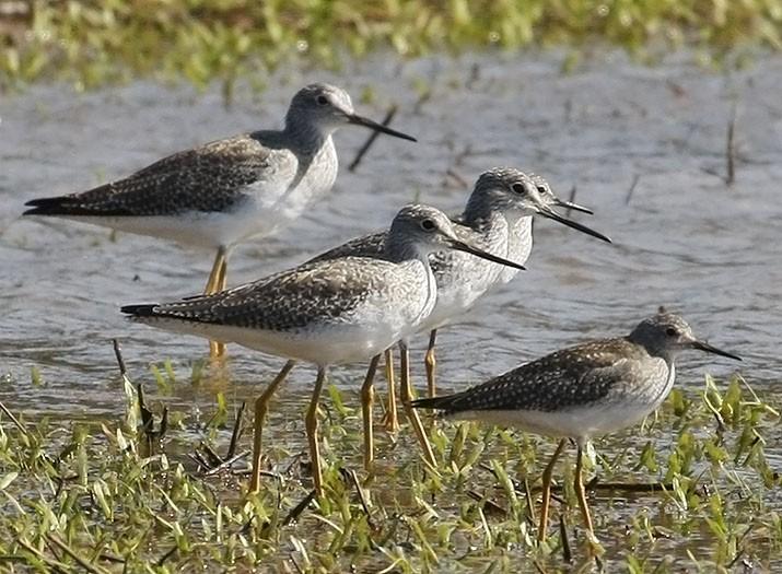 Greater Yellowlegs Basic Plumage with Lesser