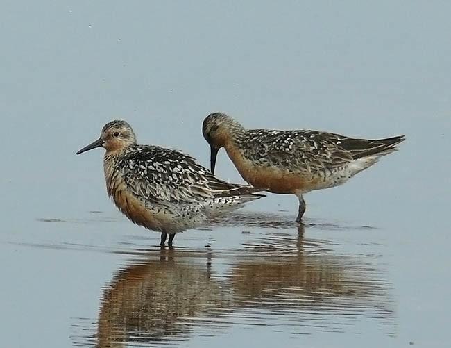 Red Knot Molting out of