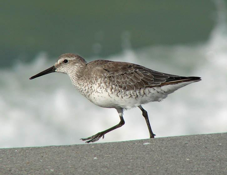Red Knot Basic