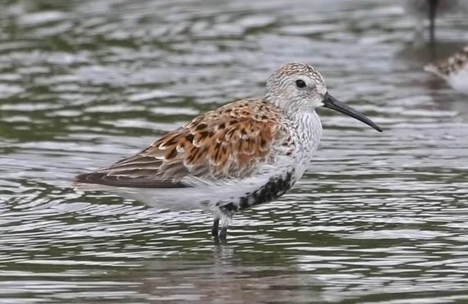 Dunlin Molting into