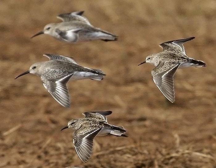 Dunlin Basic Plumage with