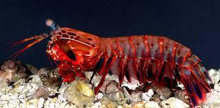 Mantis Shrimp To a certain extent a particular marine fish species eating habits can dictate its behaviour, but there is much more to compatibility than this.