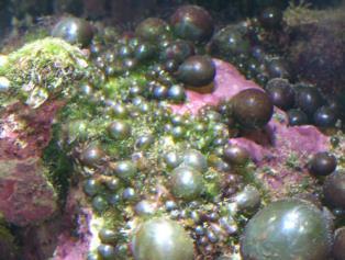 growth of green bubbles in your saltwater aquarium (obvious I know) that would be fine in your tank if they didn
