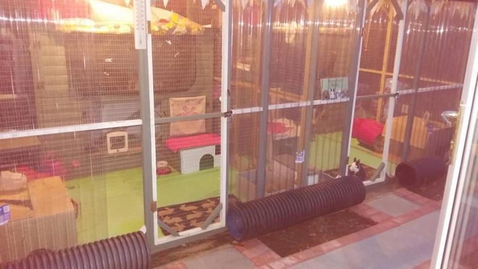 The entire enclosure measures 18ft x 9ft and the rabbits also get daily access to a secure garden. Does rabbit housing really have to be that big? Yes is does!