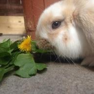 It is now very easy to purchase grow your own seed packets which contain different varieties of suitable plants for rabbits to enjoy, if you don t fancy, or are not able to forage in your garden for