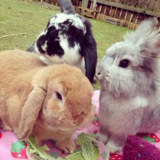 About Rabbits Rabbits are the nation s third favourite pet, but sadly they are also the most neglected and misunderstood.