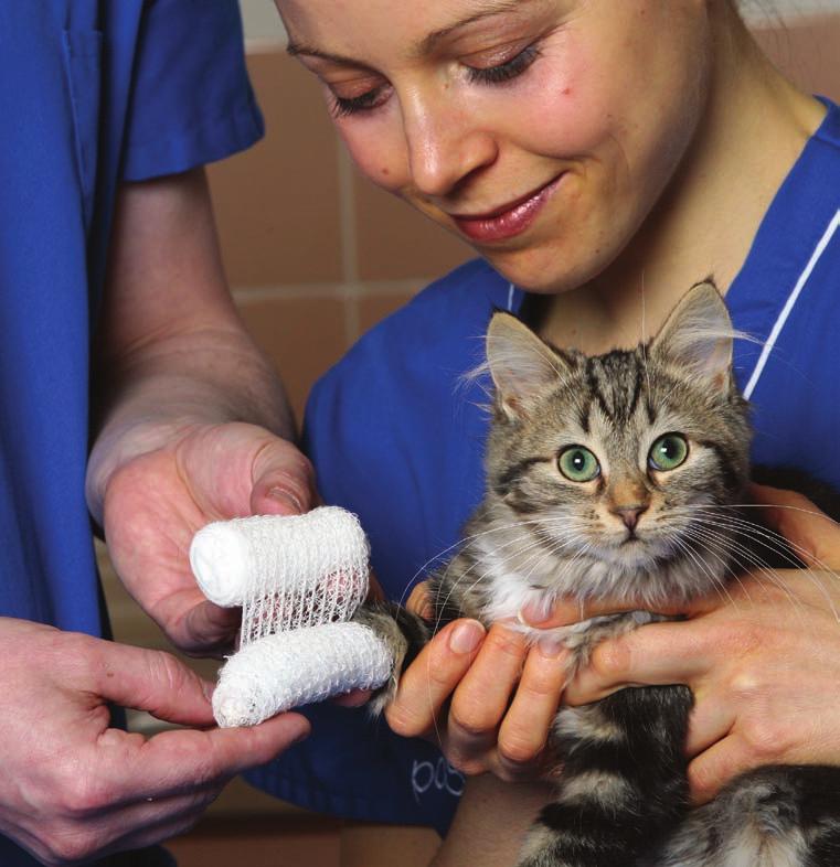 Insuring pets 48% of dogs are not insured 69% of cats are not insured 94% of rabbits are not insured Veterinary fees are the most underestimated cost by pet owners with 33% stating that vet fees were