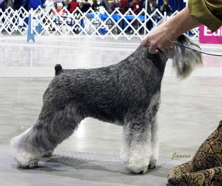 A squarely built dog modeled on his older cousin, the tandard chnauzer.