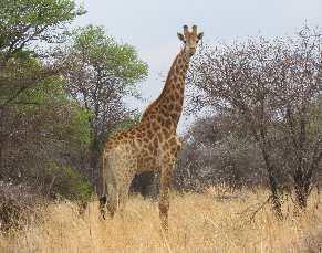 6cm Giraffe Giraffa camelopard alis Animal Height: 4-6m Colour: White, Tan, Red, Brown, Black Weight: 550kg - 1930kg Speed: 48 km/h Animal Height: 0.