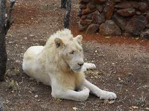 14cm 9-10cm White Lion Panthera Leo Animal Height: 1.2m Colour: Ivory / white Weight: 150kg - 259kg Speed: 80km/h Animal Height: 1.