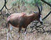 Probably the most conspicuous feature of the blue wildebeest are the large horns shape like parentheses, extending outward to the side and then curving up and inward 6.
