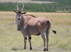 14cm Animal Height: 1.7m Eland Taurotragus oryx Colour: Reddish Brown to chestnut, white Weight: 440kg - 900kg Speed: 40km/h Animal Height: 0.