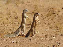 When perceiving something at a threat, ground squirrels will emit a whistle-like call as an alarm call.