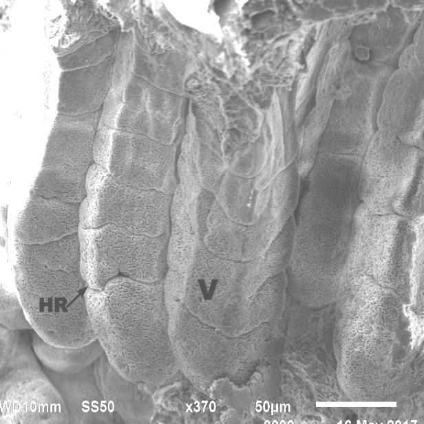 Fig.6 Scanning electron micrograph of proximal caecum in day old