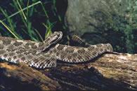 Various species of rattlesnakes can be found across the United States.