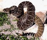 Wozniak (3) Know that rattlesnakes often sun themselves near logs, boulders, and in