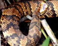 Wozniak of CDC (3) Be aware copperheads are often found in forests, rocky areas,