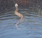 Know that while most rattlesnakes and cottonmouths give warnings such as vibrating