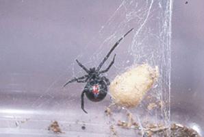 July 2011 Photos courtesy of Ohio State University and University of Missouri Be aware black widows are usually found in undisturbed areas such as