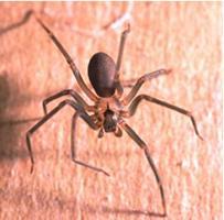 Identify this spider by its brown color and the characteristic violin-shaped marking on its head. It has six eyes (most spiders have eight).