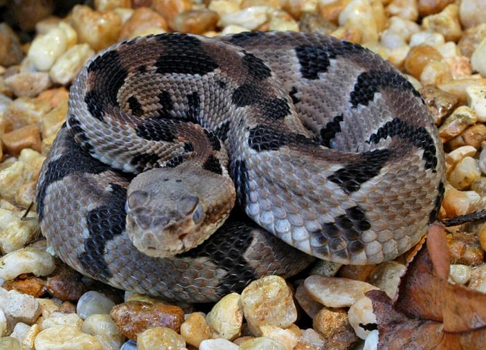 Traveling Treasures 2016 The Power of Poison Snake and Butterfly case Timber rattlesnake (Crotalus horridus) Light morph Like other snakes in the family Viperidae, timber rattlers are pit vipers.