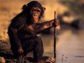 19 November 2009 1. Primates Mammals II lecture outline Characteristics Diversity Hominid evolution 2.