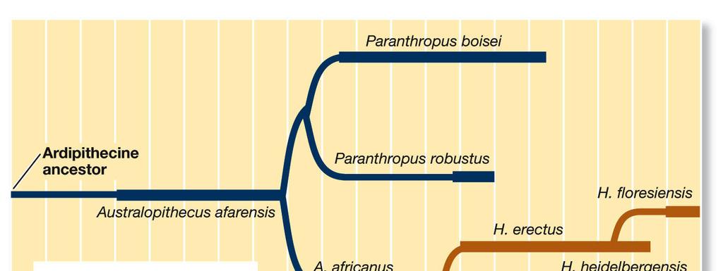 Hominid Phylogeny Another