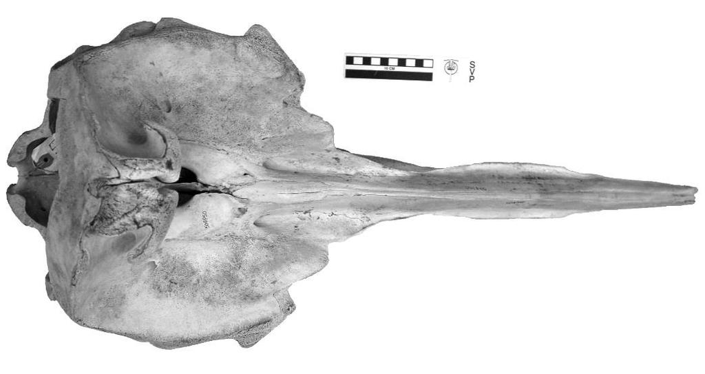 9 Fig. 9: Mesoplodon densirostris USNM504950, USNM550952 A male (USNM504950, Fig. 8a) and a female (USNM550952, Fig. 8b) Mesoplodon densirostris were examined in this investigation.