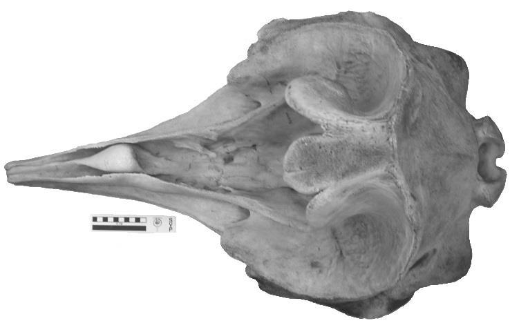 11 Fig. 11: Ziphius cavirostris USNM504938, USNM504940 The Z. cavirostris specimen, USNM504938 (Fig. 10a), is female while USNM504940 (Fig. 10b) is male.