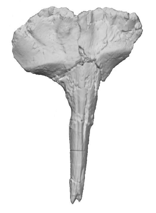 3 Materials and Methods With a total length of 82cm, the Miocene beaked whale specimen seen in Fig.