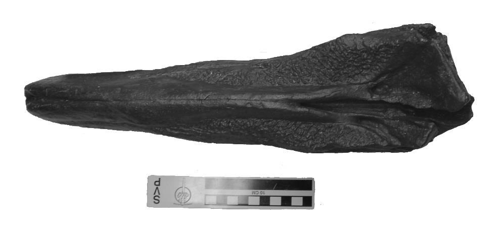 6 are there defined prominental notches. The palatine appears to be well developed, stretching medially to the most anterior tip of the rostrum. Fig. 3. Dorsal view of cast of rostrum.