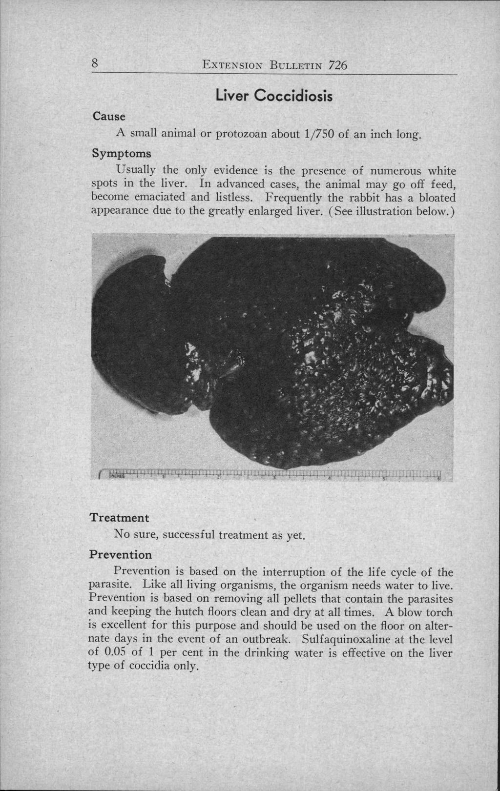 8 EXTENSION BULLETIN 726 Liver Coccidiosis A small animal or protozoan about 1/750 of an inch long. Usually the only evidence is the presence of numerous white spots in the liver.