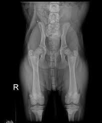 X-ray of 4-month-old puppy -