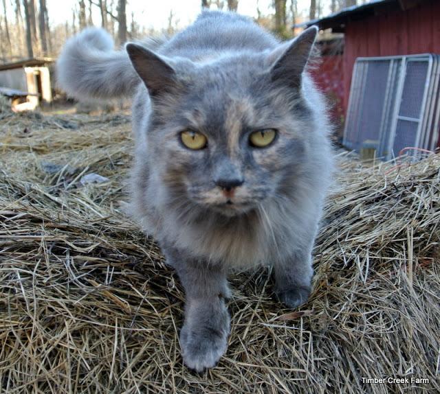 The Care and Feeding of Barn Cats Show me a good old American Barn and I bet I can find barn cats there.