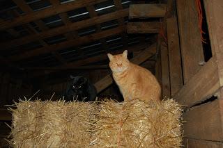 Now that you have the barn, and the barn cats to go with it, how do you care for the outdoor working cat?