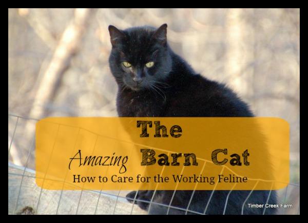 Barn Cats- How to Care for the Working Feline Barn cats are iconic symbols of barn life. Often shown in children s books and painting, cats go nicely with barns.