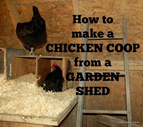 Make a Chicken Coop from a Garden Shed! The day I brought home the first two chicks, I went against all the advice I give to people thinking about getting chickens.