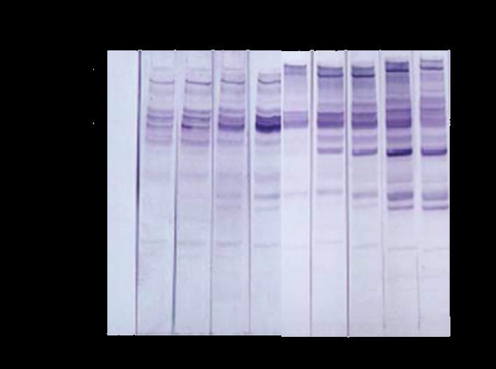 v. 19, n. 2, abr.-jun. 2010 Antigenic characterization of Trypanosoma evansi using sera from experimentally and naturally infected evident between individual free-ranging coatis.