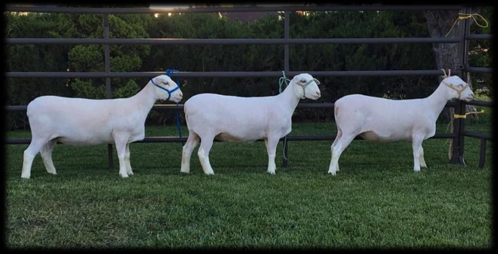 We believe there are many advantages to the Dorper breed and are