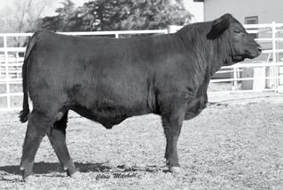 26 113 ratio on gain test Dam is a flush sister to the futurity champion BDCG Businessman and Post Rock Power Stroke that the kids showed to a class winner at the Jr nationals Outstanding individual