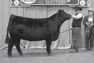 Cowman s Kind FEMALES DCSF POST ROCK WILMA 294Z8 ET Sells as Lot 113.