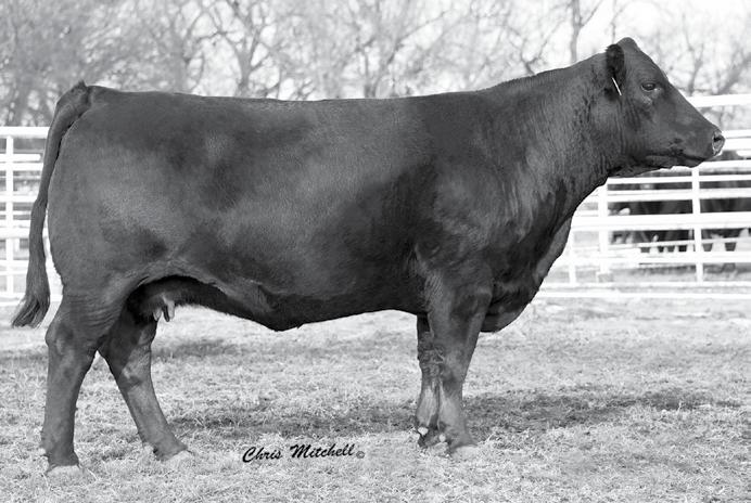 Cowman s Kind FEMALES DCSF POST ROCK WILMA 297Z8 ET Sells as Lot 114.