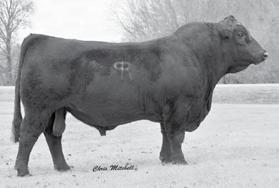 She is the only cow ever in the breed to have produced two Breeders Choice champions.