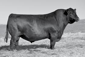 He had the second largest ribeye in his group and above average marbling on ultrasound. His pedigree is proven with truly elite genetics of the Angus and Gelbvieh breeds.